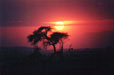 Massai Mara Sunset
