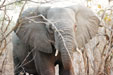 Botswana Elephant