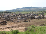 Kenya Zebra & Wildebeest Migration