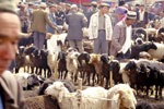 Goat Market